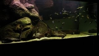 Tanganyika Tropheus tank 102012 HD [upl. by Katharina994]