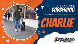 🆕 Cobberdog  Australian Cobberdog  Cobberdog Training 🆕 [upl. by Husch770]