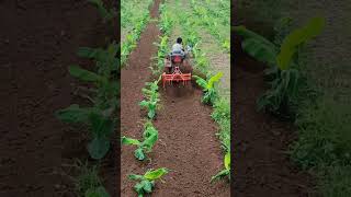 Reverse Forward Rotavator  Mini Tractor  Banana Farming  Indian farmer  trending shorts new [upl. by Bollay]