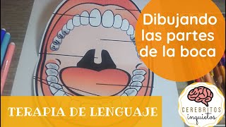 Dibujando las Partes de la Boca Terapia de lenguaje [upl. by Ellahcim]