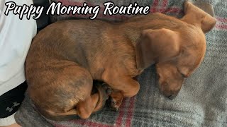 Mini dachshund puppys morning routine [upl. by Cassandry]