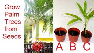 How to grow Palm Trees from Seed [upl. by Malin]