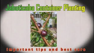 Maximizing Growth Expert Tips for Container Planting a FastGrowing Jaboticaba Fruit Tree [upl. by Aleunam]