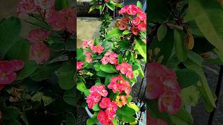 Garden Tour  How To Grow Desert Flower shorts shortvideo garden gardening [upl. by Frame]