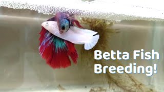 Basics of Betta fish Breeding  Easy way to Breed Your Betta fish [upl. by Druce]