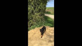 Attention aux Puces et TiquesComment protéger votre chien [upl. by Crescantia663]