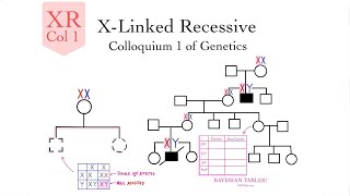 Xlinked Recessive Rules and Calculations Genetics Col 1  Nadia Aldaher [upl. by Eloise]