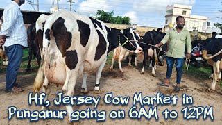 Hf Jersey cow market in Punganur going on every Wednesday 6AM to 12PM [upl. by Anaid]