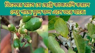 লেবু গাছে ডিসেম্বর মাসের পরিচর্যা। যে কাজগুলি একবার করলেই গাছে ফুল ফল এসে ভরে যাবে। Lemon tree care [upl. by Auberbach645]