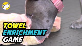 Dog Enrichment Play The Towel Game [upl. by Noteek334]