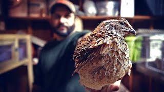 Basic Quail Care and How to tell Male from Female [upl. by Jamey]