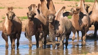 camels in the desert  camels  camels in the forest [upl. by Surbeck]