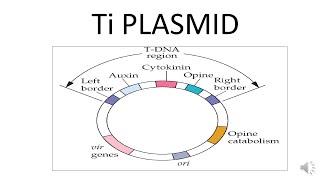 Ti PLASMID [upl. by Ecinahs]