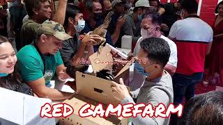 International Gamefowl Festival 2023 RED GAMEFARM [upl. by Brendin]