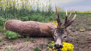 Medal Class Roebuck Hunting  Jagd für grosse abnorme Böcke [upl. by Finley75]