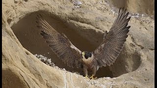 The Peregrine Falcon quota Living Missilequot [upl. by Mashe844]