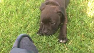 Staffordshire bullterrier puppies [upl. by Bay]