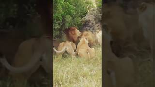 Territoriality Lions are highly territorial and occupy the same area for generations [upl. by Neural508]