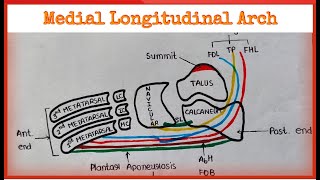 Medial Longitudinal Arch [upl. by Charmane]