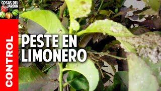 Limones apestados con mancha algodonosa y hormigas  Mosca Blanca del cítrico cosasdeljardin [upl. by Prevot]