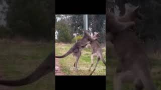 Kangaroo fight napoleon [upl. by Ekoorb]