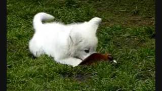 Weisser Schäferhund Welpen White Shepherd Puppies Weiße Schäferhunde [upl. by Luz]