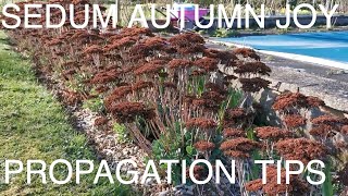 How to Grow Sedum Autumn Joy [upl. by Airuam]