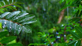 Rainforest Rain Sounds for Sleeping or Studying 🌧️ White Noise Rainstorm 10 Hours [upl. by Ysle]