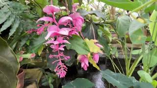 Conservatory of flowers at the garden of Golden gate park California botanicalplantorchidSF [upl. by Arenat]