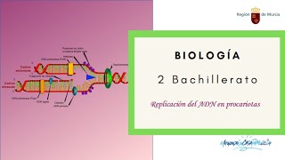 REPLICACIÓN DEL ADN EN PROCARIOTAS [upl. by Selda]