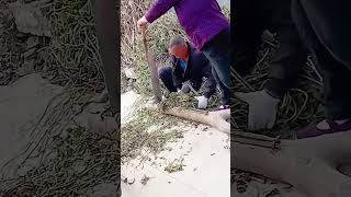 Cutting process of sweet potato vine with steel knife [upl. by Nylanej96]