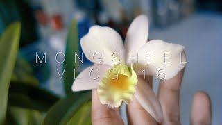 수경재배 호접란 구경하기 카틀레야 수경재배하는법 My orchid collection how to take care cattleya in water Eng Sub [upl. by Reedy592]