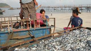 72  Fish catch  Ngapali Beach Myanmar [upl. by Reltuc]