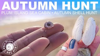 Autumn Beach Hunt  Virtual Shelling  Shelling New England  Plum Island Massachusetts [upl. by Burnside]