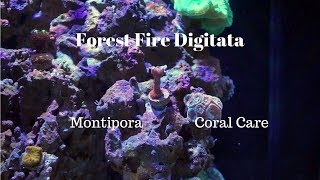 Forest Fire Digitata Digi  Coral Care [upl. by Ttreve431]