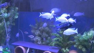 Tonys African Cichlids albino Cyrtocara moorii [upl. by Enidan153]