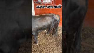 Nuevo refueso de rancho Santa maria [upl. by Florida]