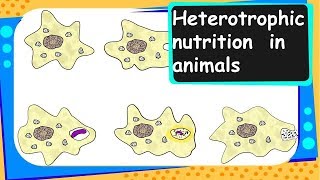 Biology – Heterotrophic Nutrition in Animals  Life Processes  Part 5 – English [upl. by Tri]