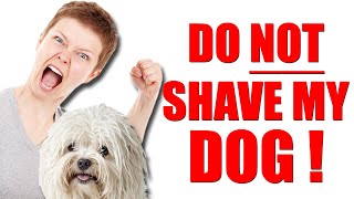 3 Reasons Why Matted Dogs Get Shaved [upl. by Eynaffit]