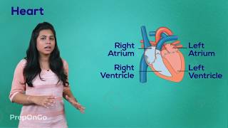 Life Process  11  Blood Circulatory System  Working of Heart  CBSE Class 10 [upl. by Hazrit511]