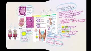 Lecture Video 9 Endocrine System [upl. by Telimay]