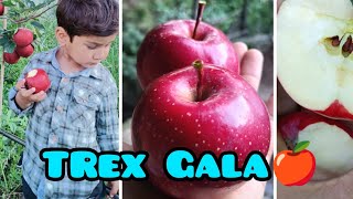 TRex Gala🍎On M9 Rootstock🍎Previous year plantation🍎🍎 [upl. by Anwahsit]