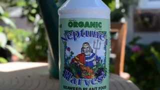 Neptunes Harvest organic seaweed liquid plant food review [upl. by Gnilrets]