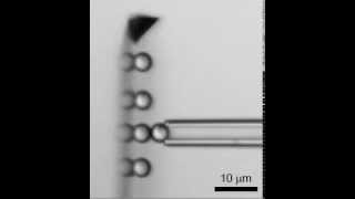 Singlemolecule adhesion measurements against beads arrayed on an AFM cantilever [upl. by Pickering]