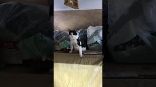 Cat almost dies choking on a hairball [upl. by Cloots65]