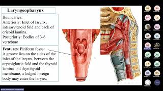 Pharynx amp Larynx by Dr Neven Abdelhamid [upl. by Nelan]