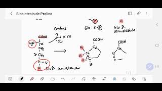Biosintesis de la Prolina [upl. by Attiuqahs271]