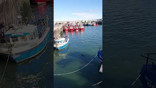 Seals in Clogherhead Port shorts exploringireland [upl. by Laveen]