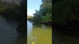 Poovar backwaters at trivandrum  river  backwater  shorts [upl. by Aicitel]