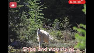 Amazing Footage Goats Climbing on a NearVertical Dam  National Geographic villige life [upl. by Cattier]